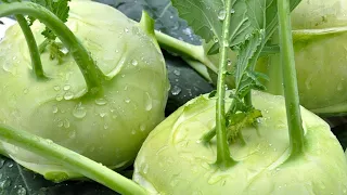 Kohlrabi wie du es noch nie gegessen hast - meine 3 Lieblings-Rezepte: Auflauf, Gemüse, Pfanne