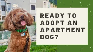 What I wish I knew before adopting a dog while living in an apartment - Considerations and tips