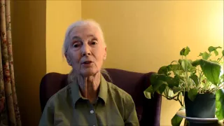 Peace Day 2015 _ Dr  Jane Goodall for UN Peace Day