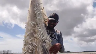 CENTENAS DE MILHARES DE SARDINHAS EM ALTO MAR. PESCA DE TARRAFA