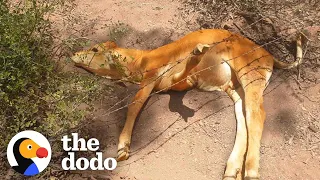 Guy Saves A Baby Cow And Drives 2 Hours To Find Him Water | The Dodo