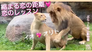 触って欲しい、触りたい、一緒に居たい💓戸惑う2人。初恋美男オリト美女イオのライオン純愛同居生活vol.100@旭山動物園/touch me,touch you.stay with me.lion