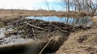 “BEAVERS GRIP BROKEN, NATURE RESTORED”  The Ultimate Dam Failure !