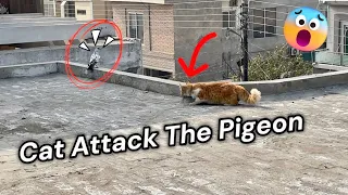 Pigeon Bird Vs Kitten Attack 🐈‍⬛