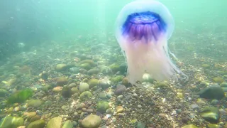 blue lions mane jellyfish