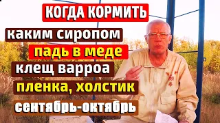 Подготовка пчел к зимовке Что делать пчеловоду  Если....