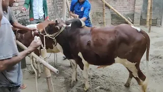 Big cow matting power full bull