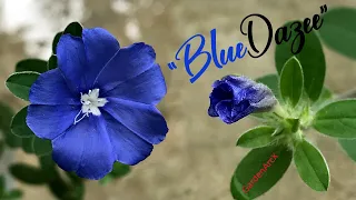 Evolvulus The Blue Dazee "Luxury Dwarf Morning Glory" Plant Review - Grow & Care 🌿 GardenArcX - EP56