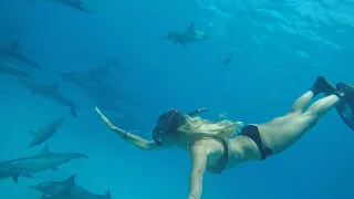 Swimming with wild dolphins in Sataya Reef, Egipt. Freediving adventures.