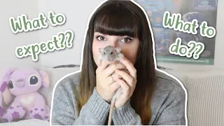 🏠 BRINGING HOME RATS 🏠 | What to do & Expect