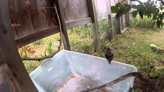 Loggerhead Shrike Fledglings at the Carden Field Breeding site