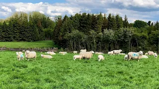 Sheep Focus: Building up a flock of 300 purebred Lleyn ewes in the space of 7 years