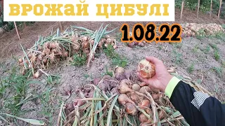 Врожай цибулі у нас на Поліссі/Вирощування цибулі на півночі України