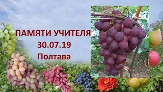 Grapes 2019. Grapes In memory of the teacher. Grape review