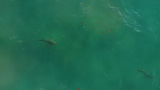 Shark drone video 1