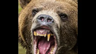 The Horrendous Bear Attack On Ray Caposella