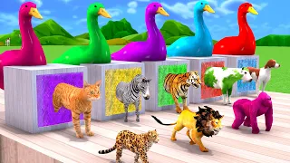 5 Giant Duck Cartoon,Tiger,Cow,rabbit,Gorilla,Hamsters,Dog,Cat Wild Animals Crossing Fountain Game