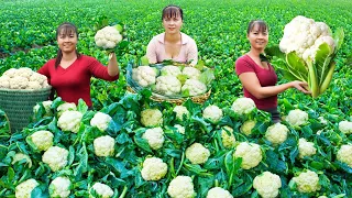 Harvesting Green Cauliflower Goes to market sell - Cooking cauliflower | Tiểu Vân Daily Life