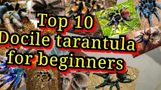 Top 10 Docile tarantula for beginners