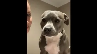 Cute and Funny - Pitbull Puppy and Pitbulls Compliation