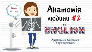 Анатомія та органи людини в англійській мові #2. Англійські слова та фрази по темах на кожен день.