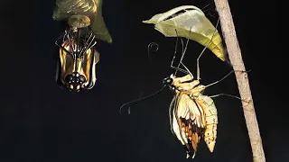 Swallowtail Butterfly EMERGING - time lapse