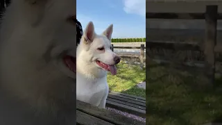 Beautiful white dog in japan 🌸