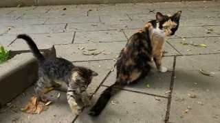 Mother cat's reaction to her kitten playing with her tail