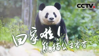 【ENG】[Go home! Panda Princess Xiang Xiang] 【CCTV纪录】