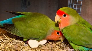 How to breed your lovebirds