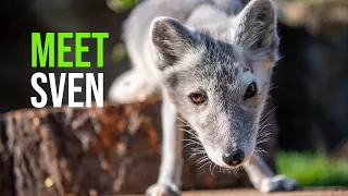 Meet Sven The Arctic Fox