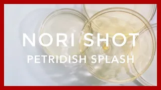 Petridish Splash in Super Slow Motion shot by Nori