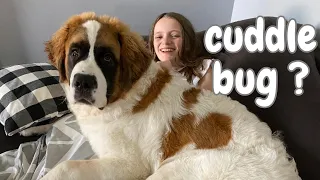 Big Dogs Thinking They Are Lap Dogs 🐶 Saint Bernards: True Gentle Giants