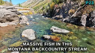 The most amazing stream you'll ever see - loaded with massive fish!  p23