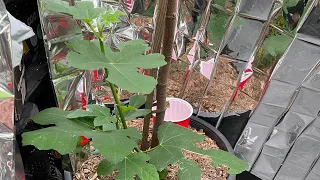 Propagation using water…fig tree!