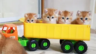 Kittens have fun Riding in a Car 🚗 Test Drive from kittens