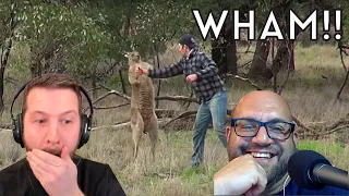 Americans React to Aussie Guy Squaring Up a Kangaroo