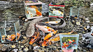 Looking for colorful betta fish, ornamental fish, large catfish in holes, koi fish, toman fish