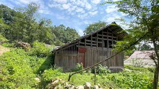 This brave guy restores a broken wooden House in the forest Clears weeds and grows Vegetables