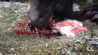 Anan Creek Black Bear Eating a Salmon