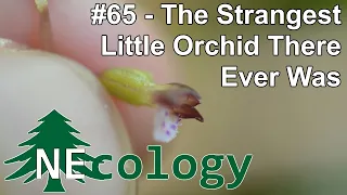 NEcology #65 - The Strangest Little Orchid There Ever Was