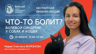 Что-то болит? Болевой синдром у собак и кошек