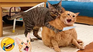 The Cute And Beautiful Cats 2024 || The Funniest Animals Video 😻
