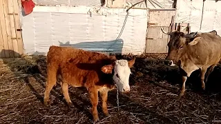 Стойло для 3 коров.