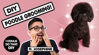 I COULD DO THAT. DIY -  TOY POODLE GROOMING FT. JOSEPHINE