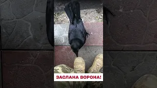 🤣🤣 Диви, яка нахаба! Бойова ворона клює воїна ЗСУ