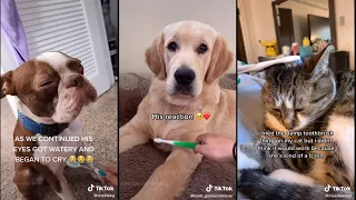 Brush your pet with a wet toothbrush to remind them of their mom | TikTok