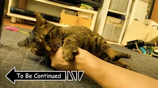 To Be Continued Cat Compilation ブチギレ狂暴猫ver. part5