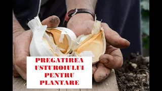 Plantarea usturoiului- cum alegem bulbii, cu ce îi tratăm împotriva bolilor, cum ii plantam