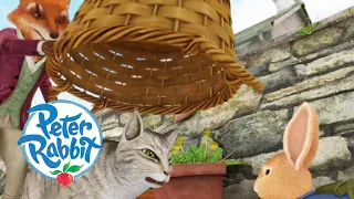 Peter Rabbit - Mr Todd Saves Peter Rabbit from Mr McGregor's Angry Cat 🙀 | Cartoons for Kids